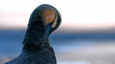 duck preening feathers on its neck