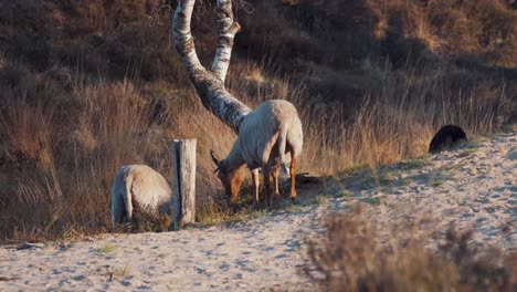 Rear-view-of-group-of-sheep-eat-grass-on-summer-sand-beach-landscape,-golden-hour