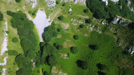 top down shot of high altitude terrain with lush green glass and the edge of the forest