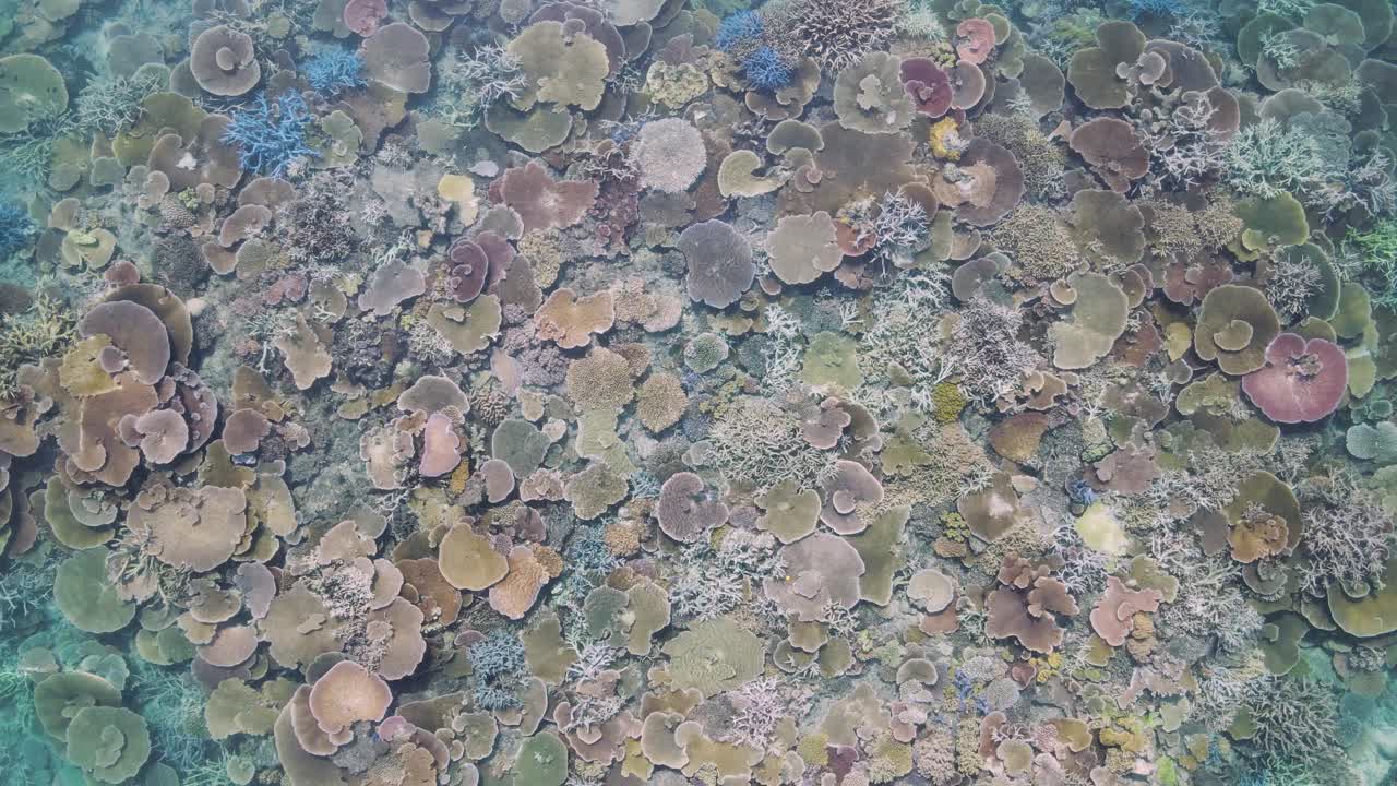 múltiples especies de coral de colores vibrantes en un sistema de arrecife saludable visto desde arriba