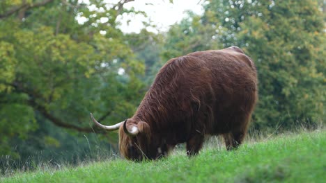 a highland cow of an breed grazes on a farm field