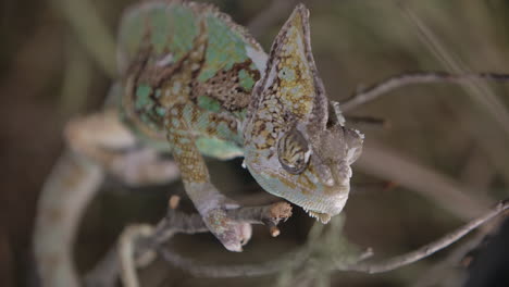 chameleon feeding in captivity with handlers in slow motion