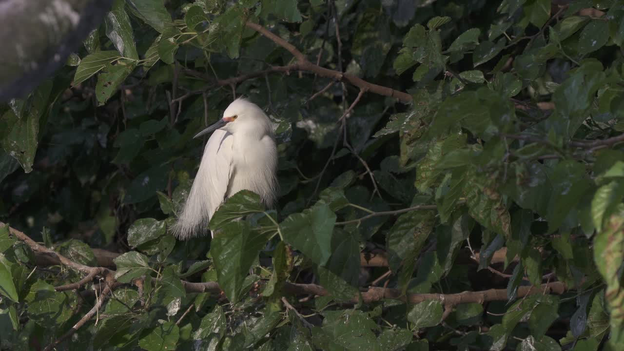 garceta nevada en la rama de un árbol infla sus plumas blancas entre hojas verdes