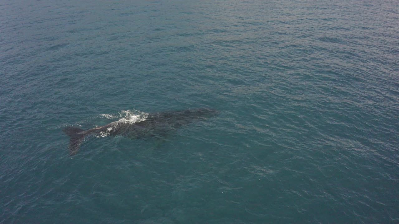 Large Humpback whale spouts then dives just below clear ocean surface