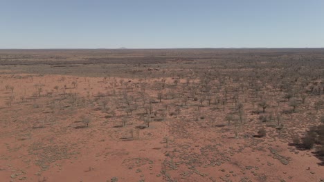 dried out red desert with growing plants in sunny day at northern territory in central australia