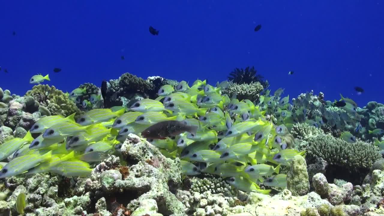 pargo común de rayas azules nadando sobre arrecifes de coral tropicales en las maldivas
