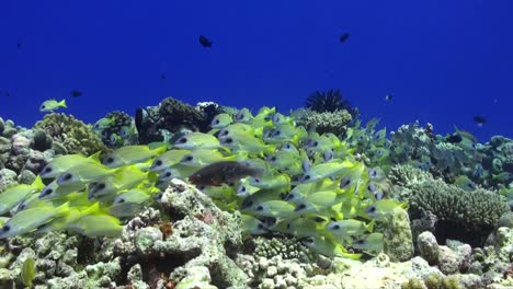 common bluestripe snapper swimming over tropical coral reef in the maldives