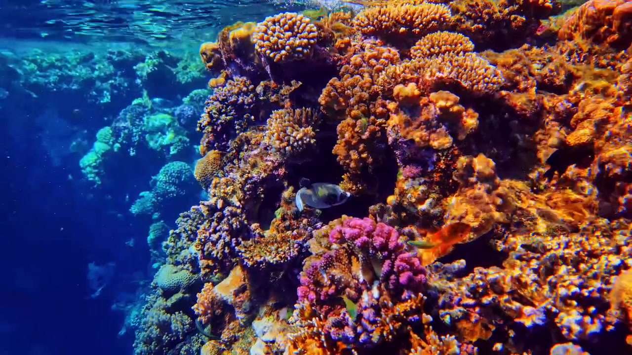 Barriera corallina colorata a Bali sopra un profondo dislivello della barriera con vivide texture tropicali e acqua blu cristallina. Denso ecosistema sottomarino con formazioni marine stratificate