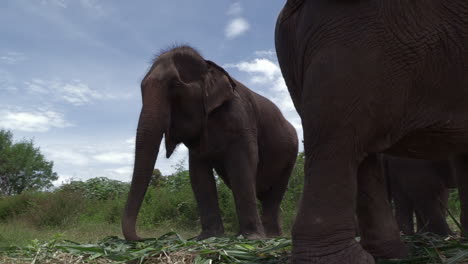 low angle view of a thai elephant swirling his trunk near the ground for food, slow motion