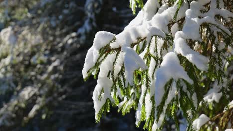 Naturwinterhintergrund-Mit-Schneebedeckten-Tannenzweigen-Mit-Sonnenlicht