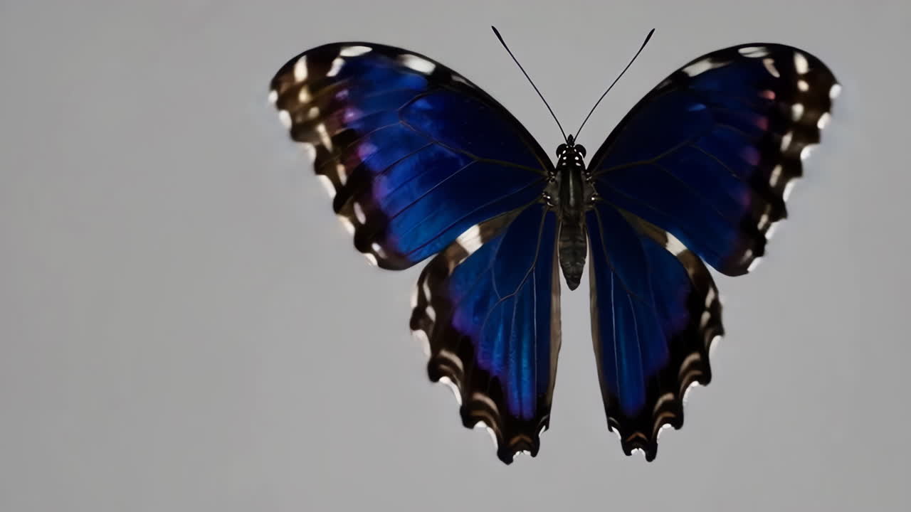 Farfalla blu vibrante con ali aperte
