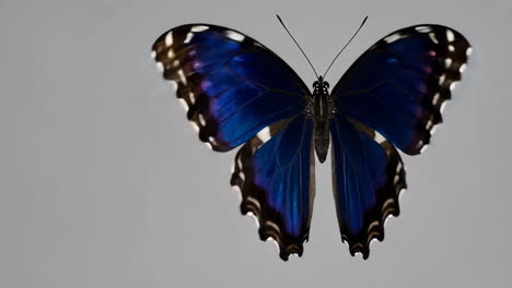 vibrant blue butterfly with open wings
