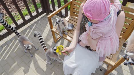 multiple ring-tailed lemurs approach a woman holding a baby as she offers dandelions, seated on a bench in a zoo encounter area, tiled floor and wooden fence visible, daytime, slow motion shot