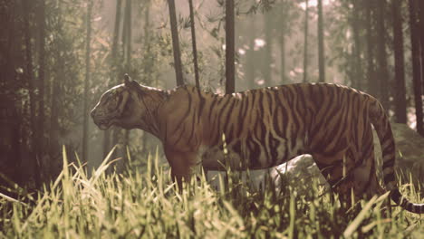 majestic tiger in a misty bamboo forest