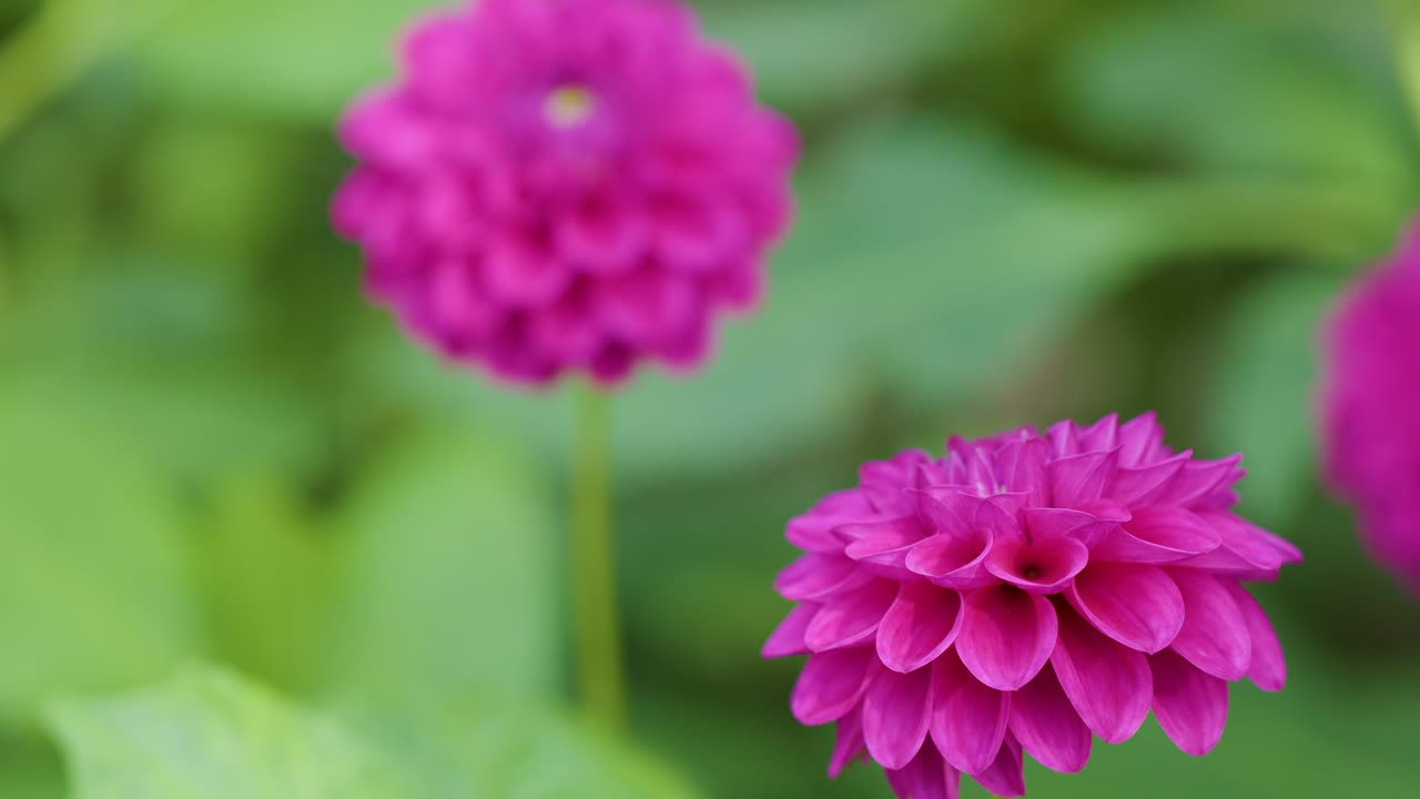 Macro camera slowly shifts focus from blurred background dahlia to sharp foreground bloom in daylight