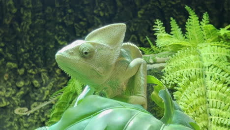 green chameleon sitting on the leaf of a green plant and watching around him