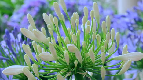 close-up of a white garlic bulb flower, white flower head, green stems, with a blurred lilac background