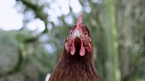 Pollo-Mirando-A-La-Cámara