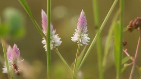 Biene-Im-Gras,-Das-Nahrung-Findet.