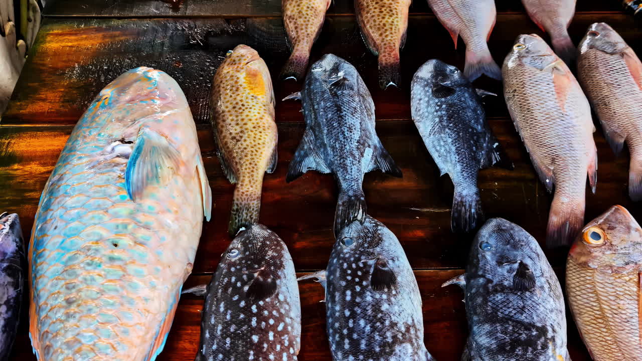 Freshly caught tropical fish on display at a local Weligama fish market