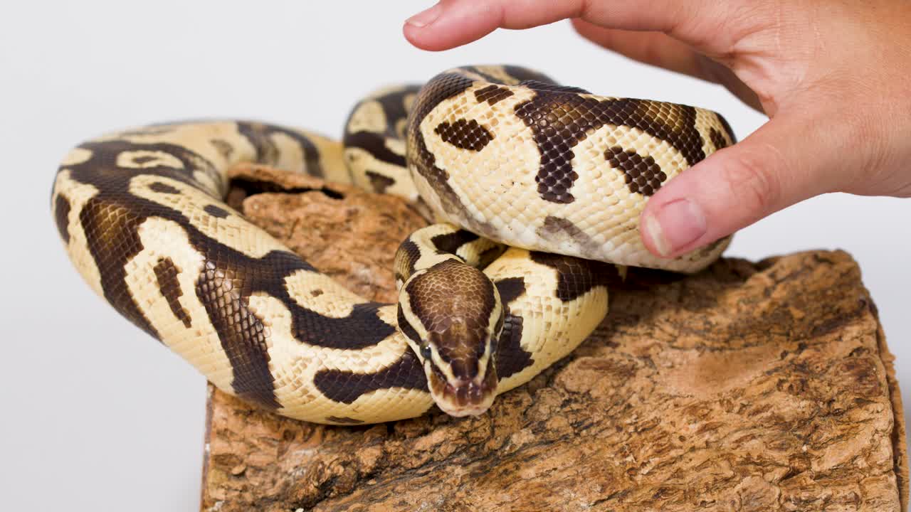 Human hand carefully interacts with coiled ball python on bark platform under bright studio lighting