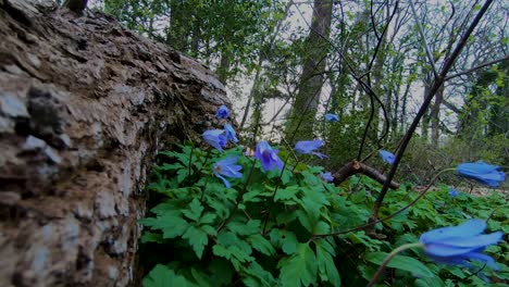 ground level push in shot at a tree log to small blue flowers, first sign of spring