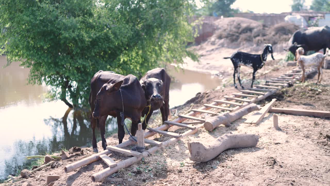 Buffalo and Goats on Wooden Ramp Near Floodwaters in Pakistan