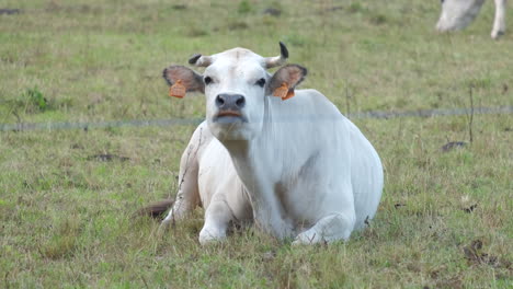 close up of white cow in rural field farm