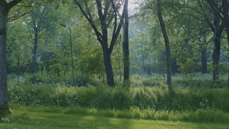 Una-Hermosa-Vista-Cinematográfica-Del-Paisaje-Natural-Del-Bosque,-El-Parque-De-Madera-Y-La-Hierba-Verde-Con-Plantas-A-La-Luz-Del-Día-Con-Luz-Solar