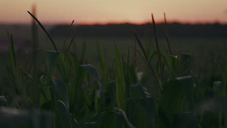 Dark-green-grass-move-in-nighttime-dusk-breeze-in-empty-countryside