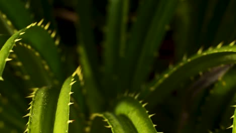 Long-green-young-agave-leaf-with-spikes-in-sunlight,-plant-leafage-detail