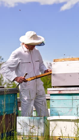 apiarist pulls the frame covered with bees out of the hive. male farmer checks the honeycombs carefully at his farm. lots of bees swarming around. vertical video