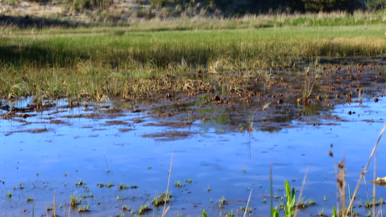 A pond and woodland during the day in Indiana Dunes National Park, Indiana, USA, tilt up shot