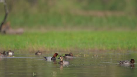 flock of common pochards in wetland