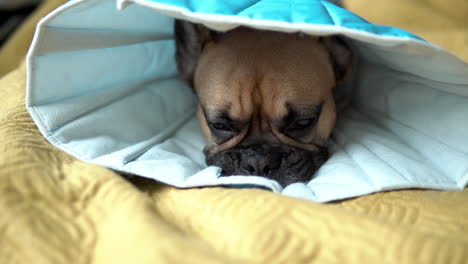 french brown bulldog with black muzzle lying on a yellow blanked