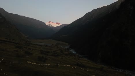 Fliegen-über-Eine-Große-Schafherde,-Die-In-Der-Abenddämmerung-Einen-Hügel-Im-Mount-Aspiring-National-Park-Hinaufläuft