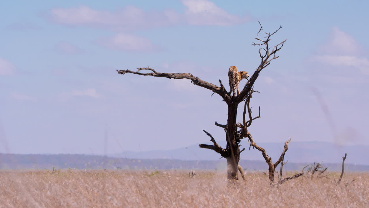 Extreem groothoekopname van een cheetah die rondkijkt bovenop een dode boom.