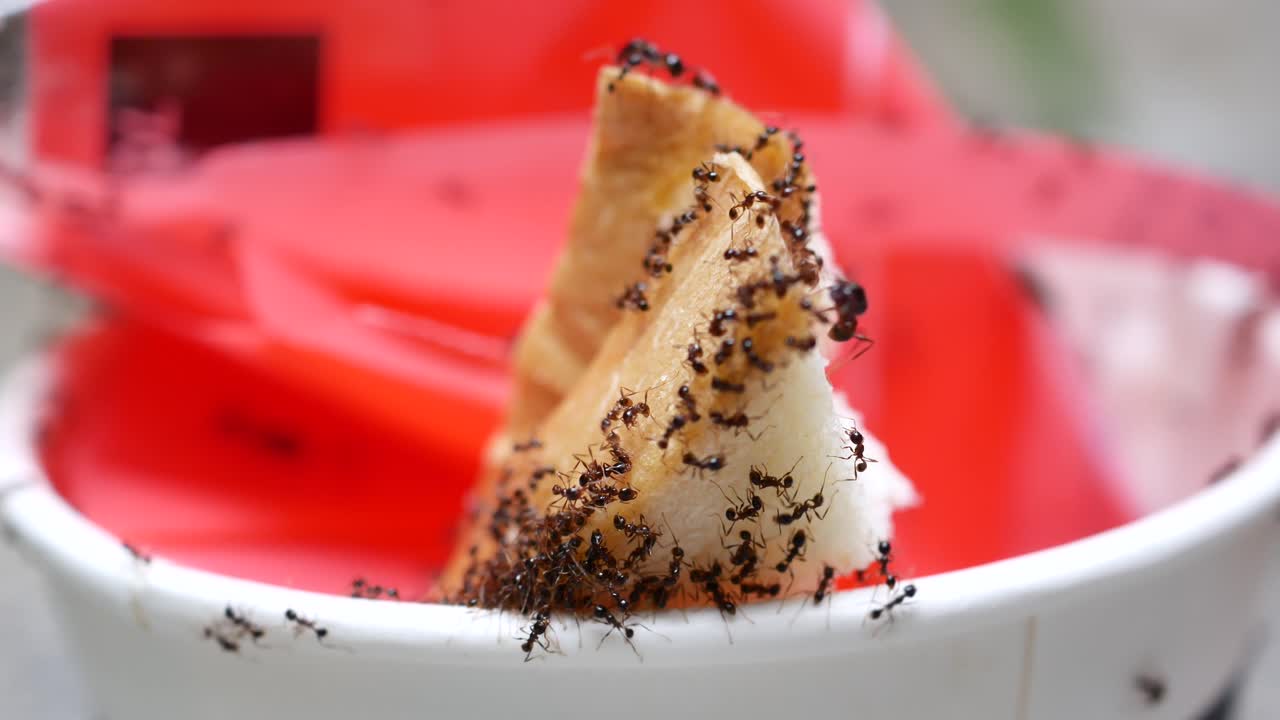 컨테이너 에서 음식 을 수집 하는 검은 개미 의 가까운 모습