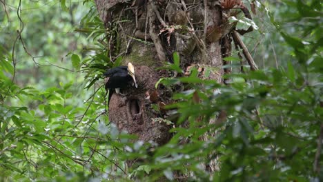 feeding the nestlings with food items then goes up to fly away, oriental pied hornbill anthracoceros albirostris