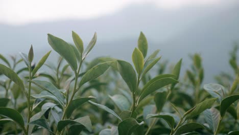 foglie di tè verde da vicino