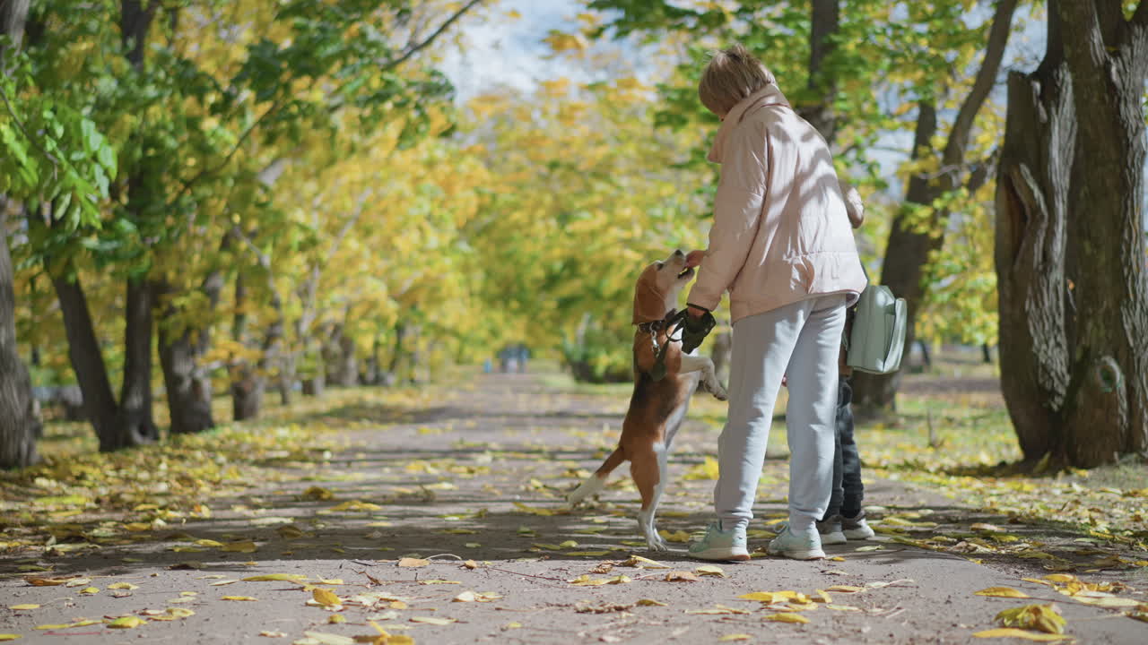 Dog leaps forward on hind legs to catch treat from owner hand while standing with child on leaf covered path under golden autumn trees, showcasing playful skill and warm bond in sunlit forest setting