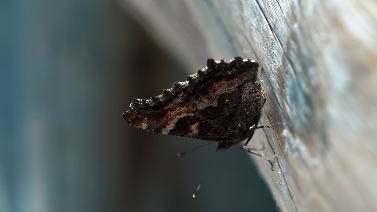 Hermosa toma macro de primer plano de una pequeña mariposa posada en una valla de madera en el Parque Nacional Grand Teton, cerca de Jackson Hole, Wyoming, EE. UU., en un cálido día soleado de verano.