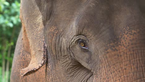 rescued asian elephant at a wildlife sanctuary