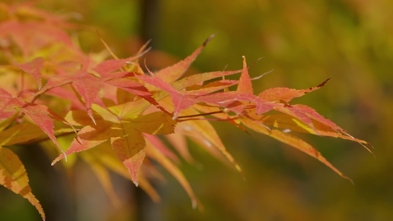 화창한 낮 동안 오색 에이서 팔마툼 잎의 클로즈업 샷