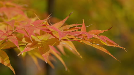 close shot of autumnal acer palmatum leaves during sunny daytime