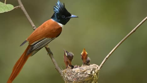 close up film of indian paradise fly catcher with chicks in nest