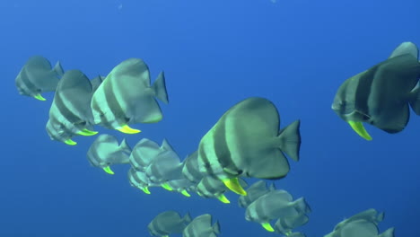 group of more than 20 longfin spadefish aka batfish in blue ocean water