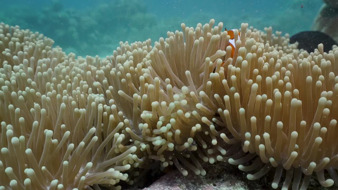 Clownfish playing in Anemone on Coral Reef. Close up. Crystal blue water. Shot full frame on a Sony A7III on the Great Barrier Reef. (Scuba Diving)