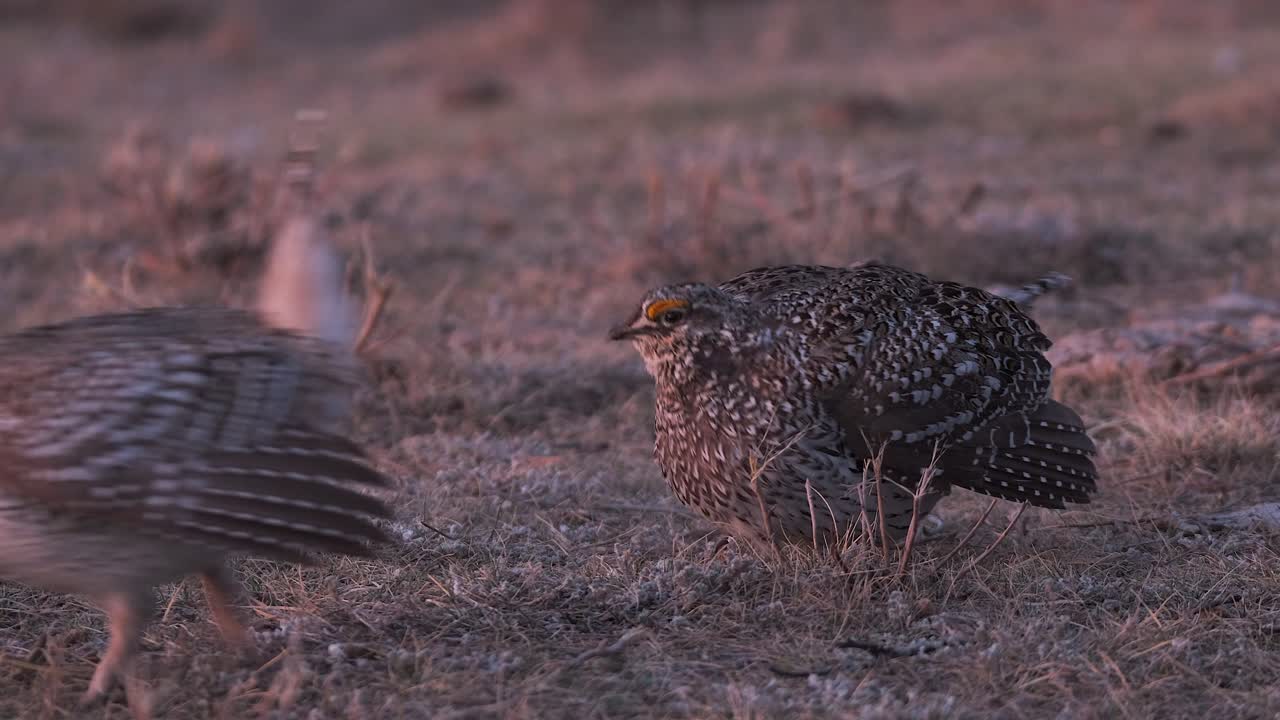 el grueso gallo de cola afilada decide no bailar en la pradera por la mañana lek