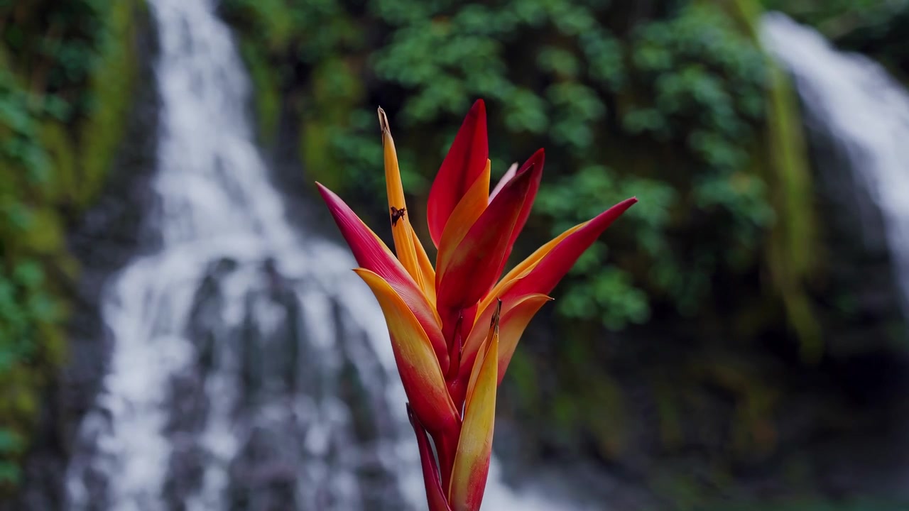 Fiore di Heliconia vivace davanti a una cascata tropicale